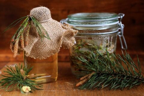 syrop z pędów sosny