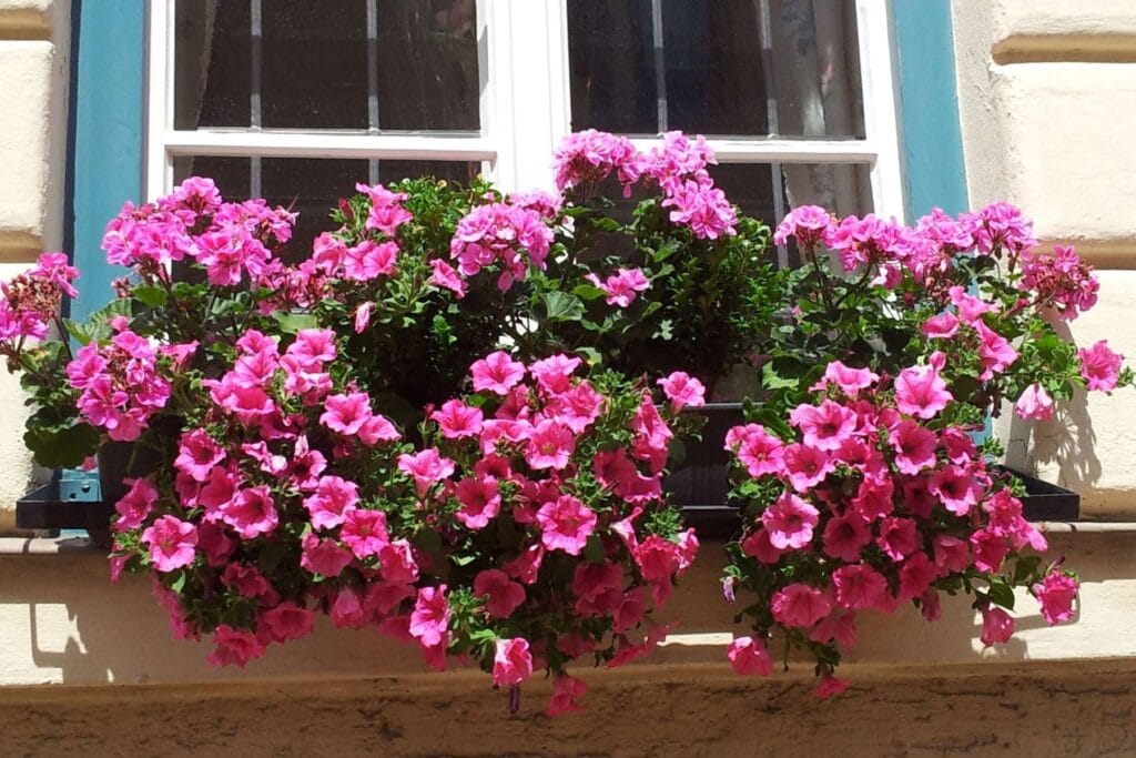 kwiaty na balkon