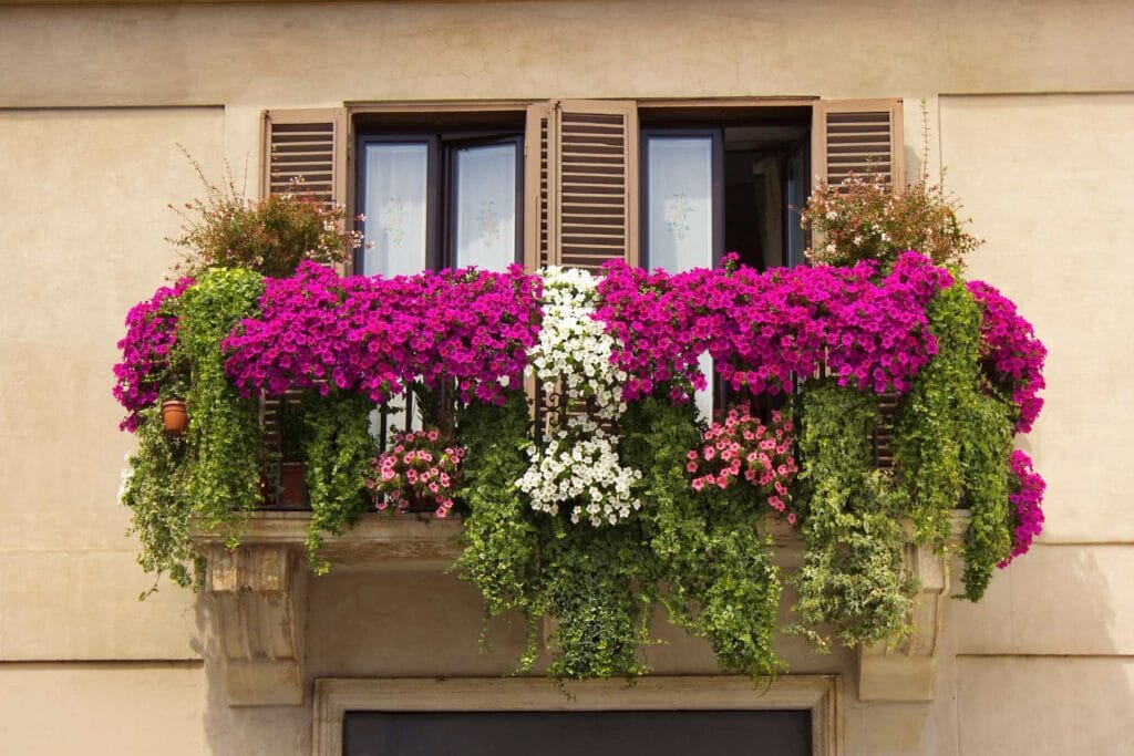 kwiaty na balkon