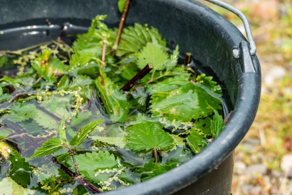 gnojówka z pokrzywy