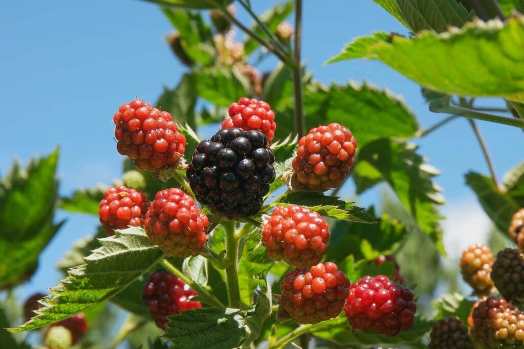 Jak rozmnożyć jeżynę bezkolcową