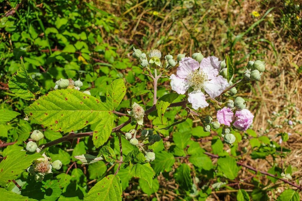 Jak rozmnożyć jeżynę bezkolcową