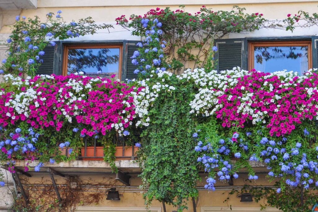 kwiaty na balkon