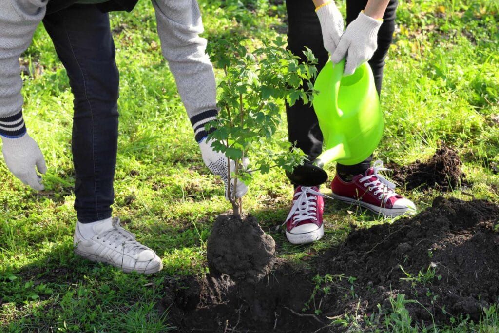 kiedy sadzić drzewka owocowe