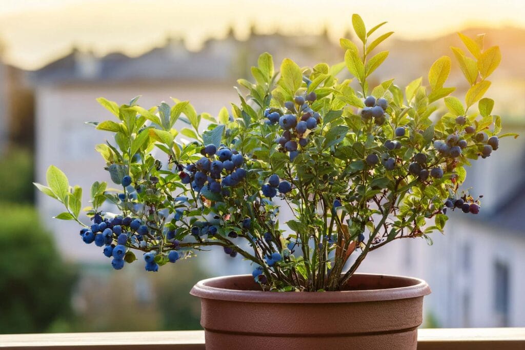 borówka amerykańska na balkonie
