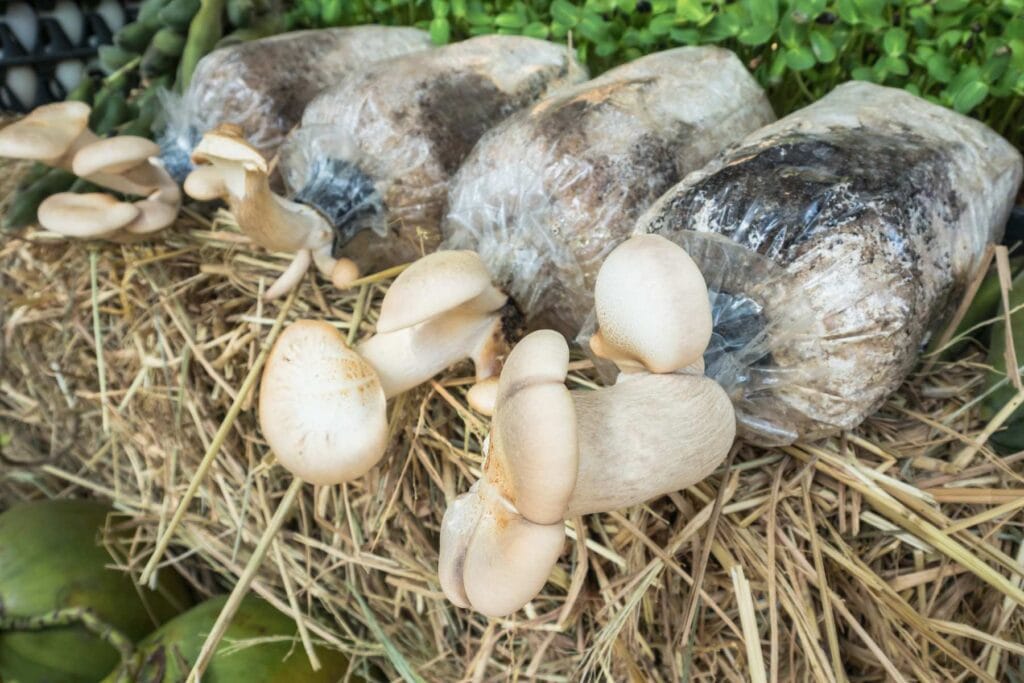 grzyby w ogrodzie