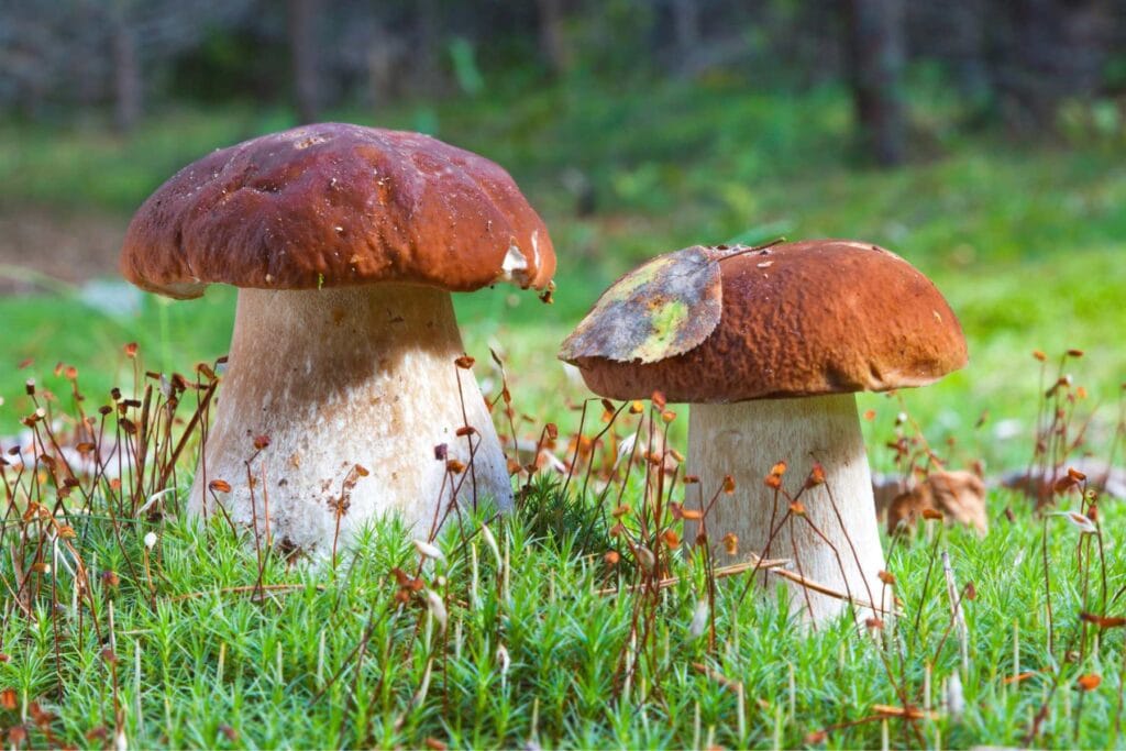 grzyby w ogrodzie