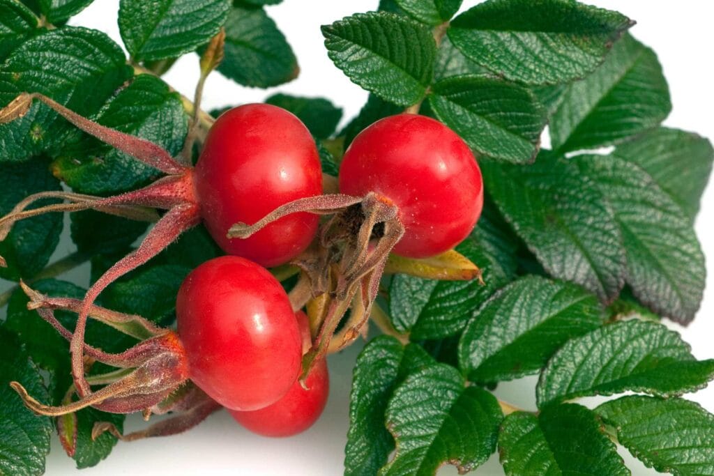 owoce róży pomarszczonej