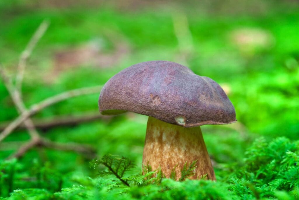 grzyby w ogrodzie
