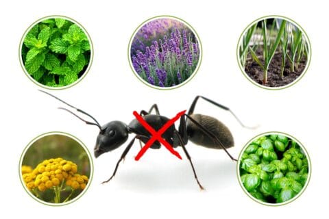 rośliny odstraszające mrówki