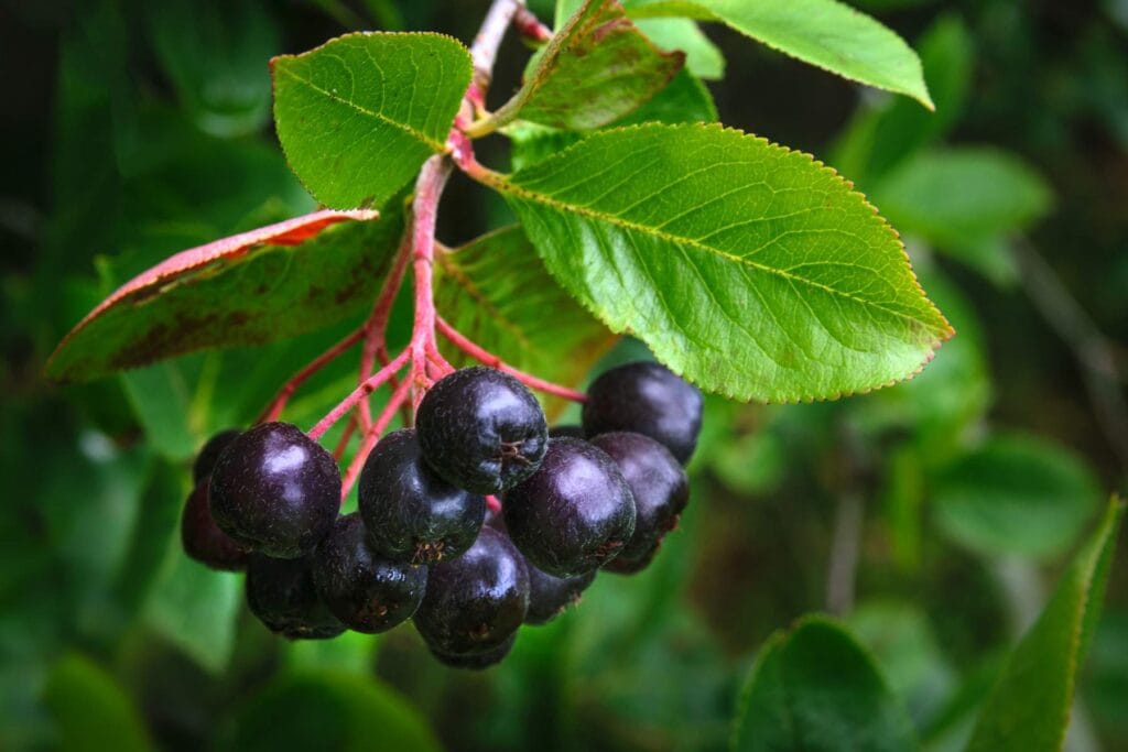 aronia
