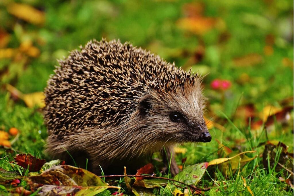 jeż w ogrodzie