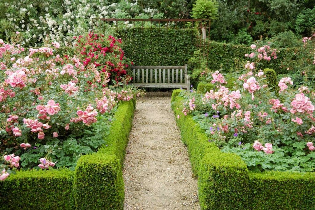 rośliny na żywopłot