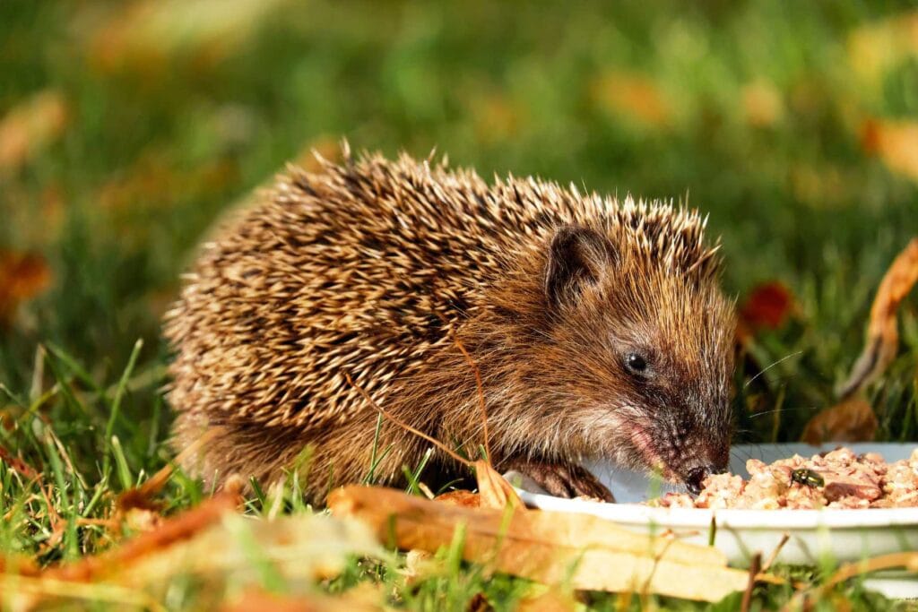 jeż w ogrodzie