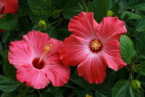 hibiskus