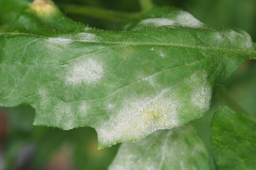 Alternarioza pomidora