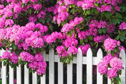 rododendron