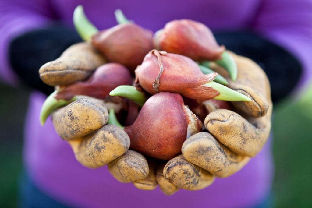 kiedy sadzić cebulki tulipanów