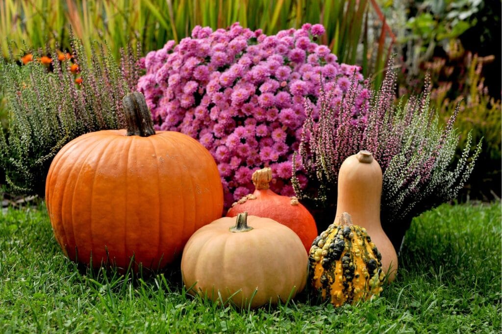 Dynie i kwiaty w ogrodzie