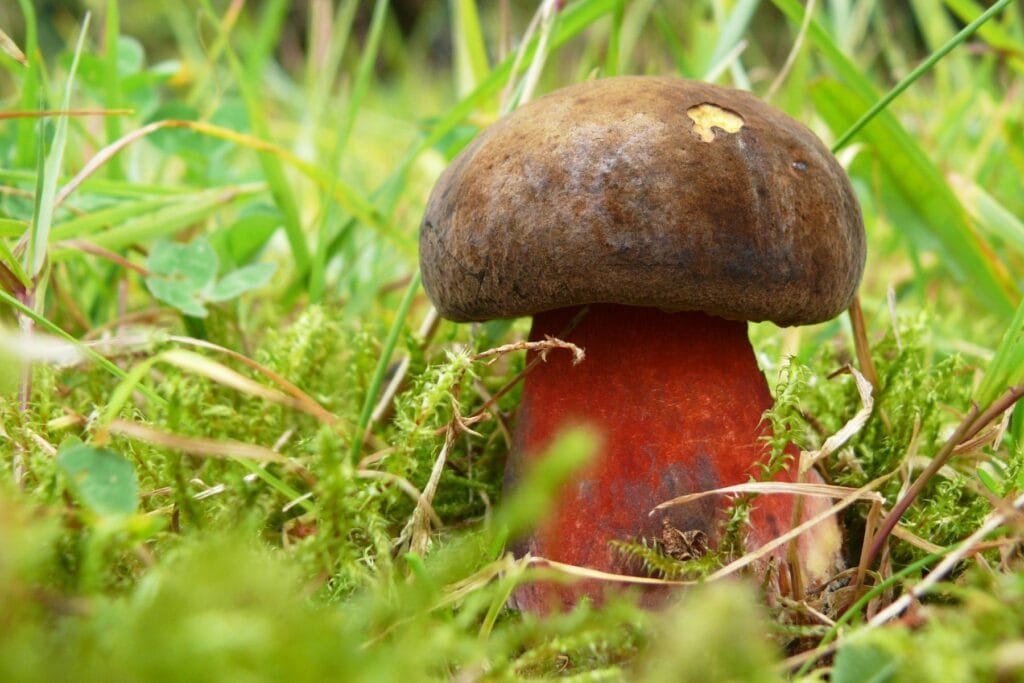 Borowik ceglastopory rośnie w trawie