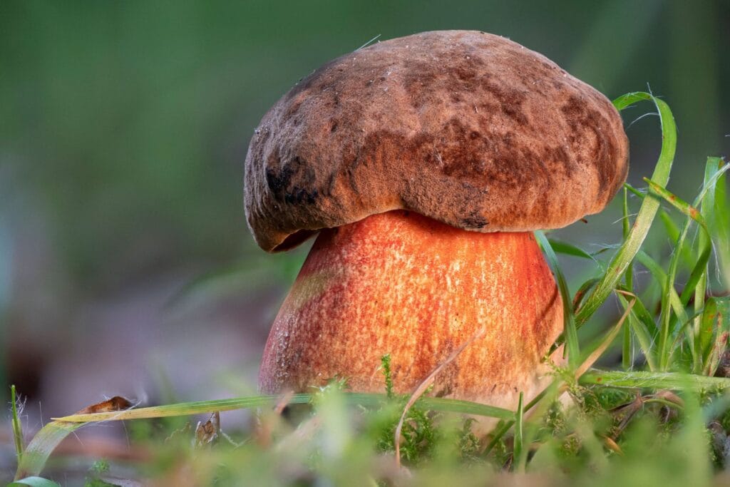 borowik ceglastopory rośnie na łące