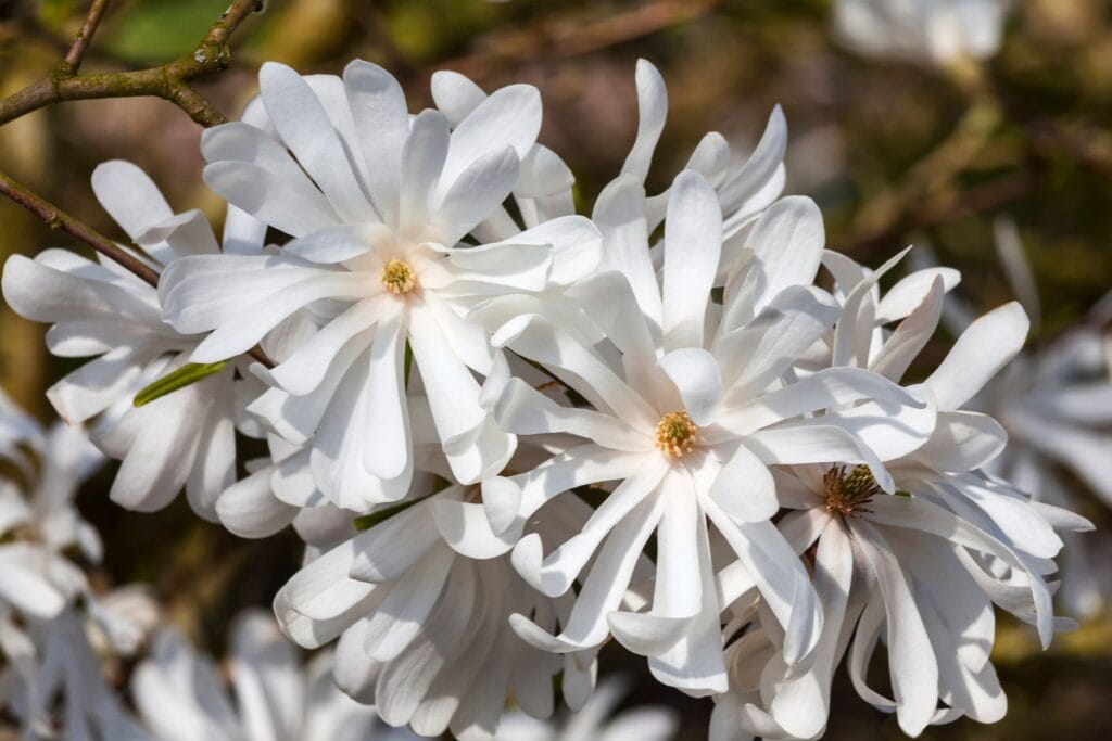 Magnolia gwiaździsta