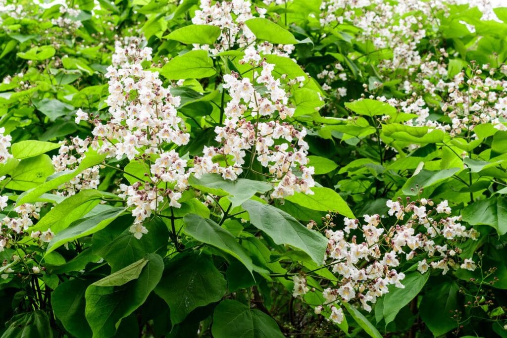 Katalpa bignoniowa