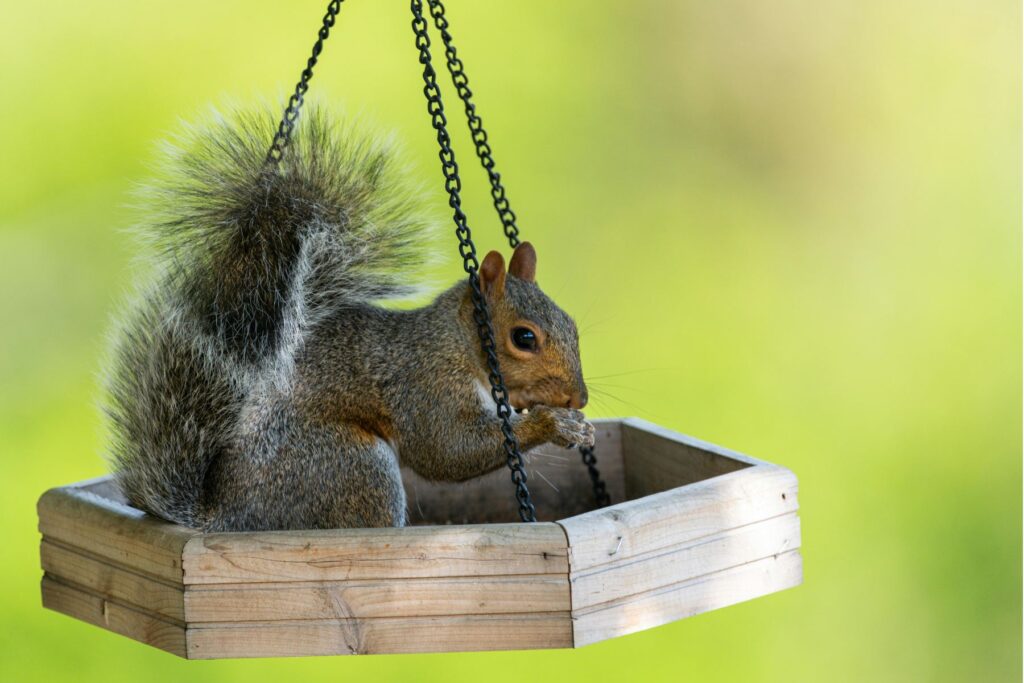 wiewiórka w karmniku