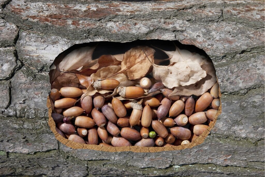 Karmnik dla wiewiórek