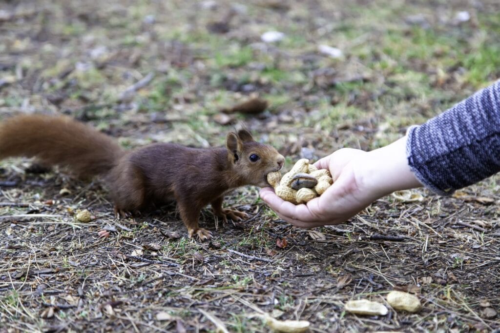 dokarmianie wiewiórki