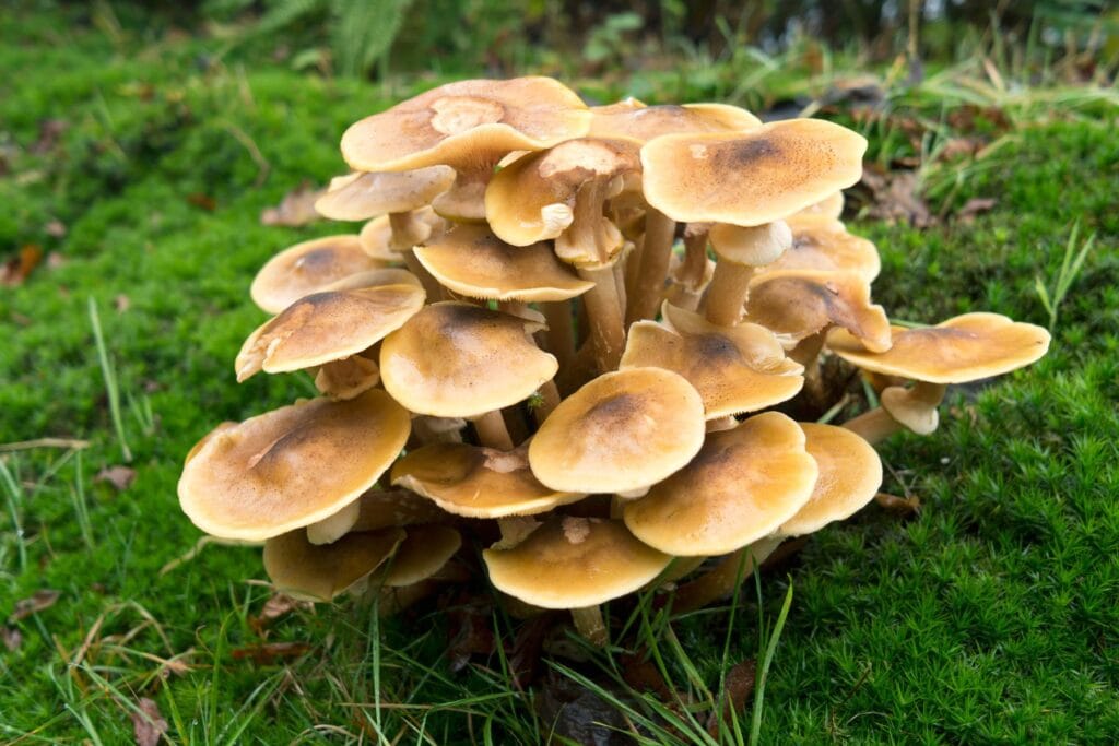 Opieńki miodowe rosnące w lesie na mchu