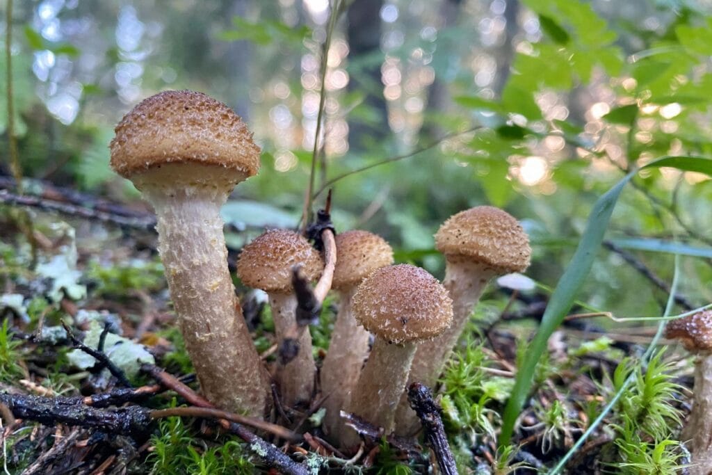 młode owocniki opieńki miodowej