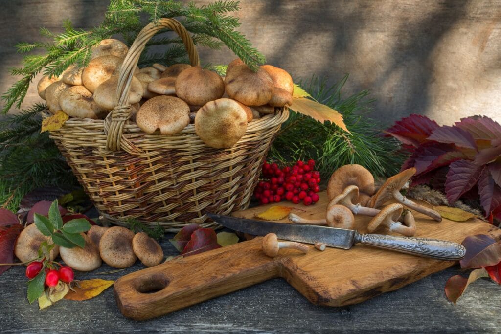 opieńka miodowa w wiklinowym koszyku