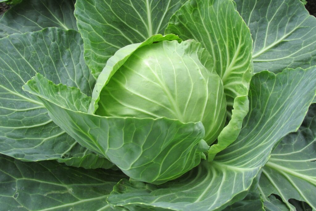 Pikowanie kapusty to prosty zabieg, który znacząco poprawia jakość rozsady