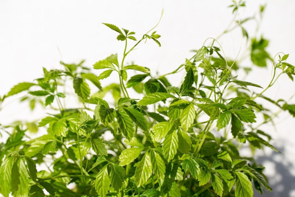 Jiaogulan, czyli ziele długowieczności