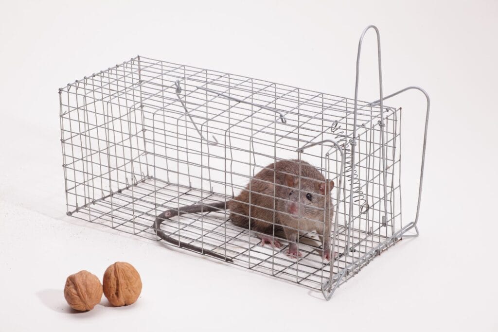 pułapka żywołowna na myszy