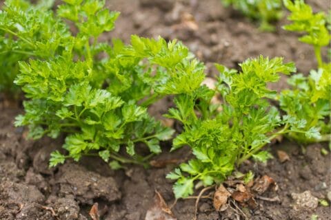 pikowanie pietruszki korzeniowej