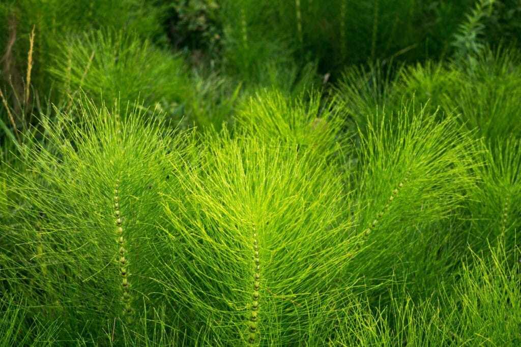 Gnojówka ze skrzypu