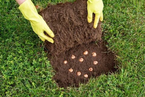 na jaką głębokość sadzimy krokusy