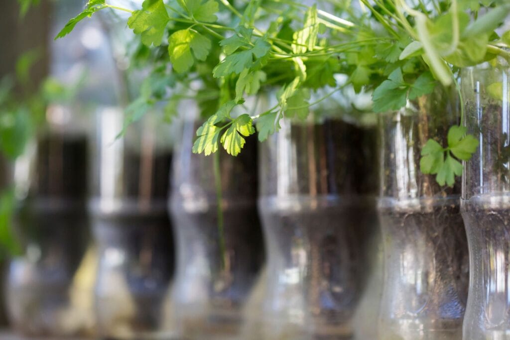 Zimowy siew w butelkach