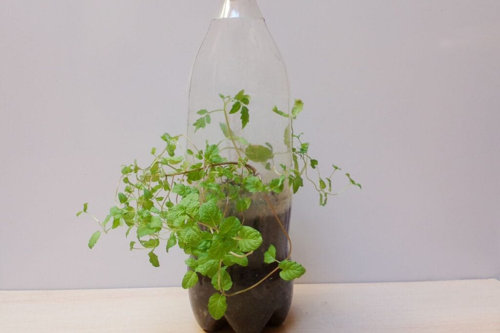 Zimowy siew w butelkach