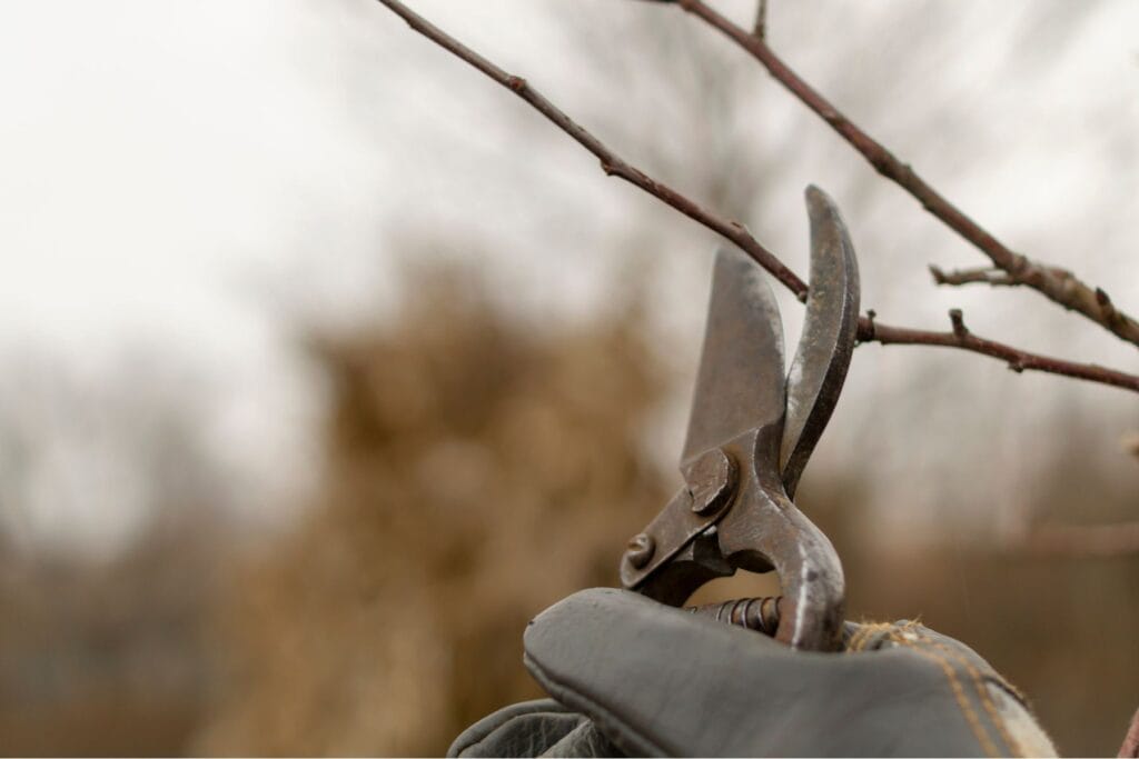 Zimowe cięcie jabłoni