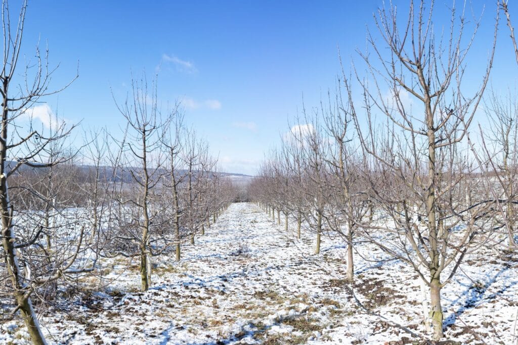 Zimowe cięcie jabłoni