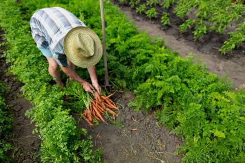 ebook Warzywnik Od Zera