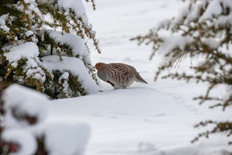 Jak dokarmiać kuropatwy