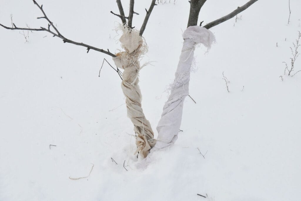 Drzewka zabezpieczone przed zającami
