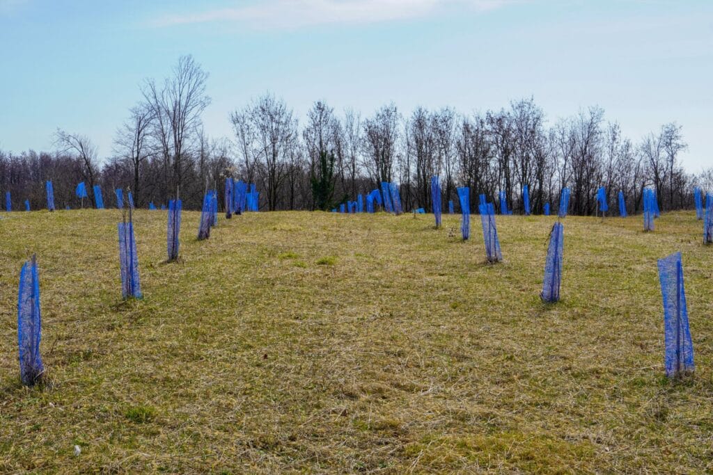 Zabezpieczone przed zającami i sarnami drzewka owocowe w sadzie