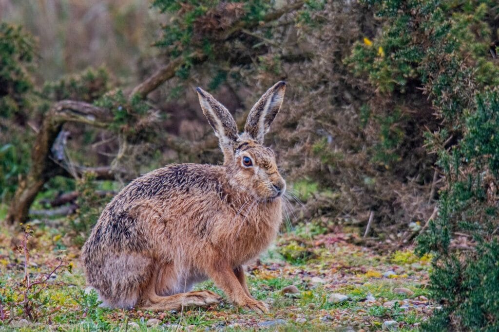 jak zabezpieczyć drzewka przed zającami