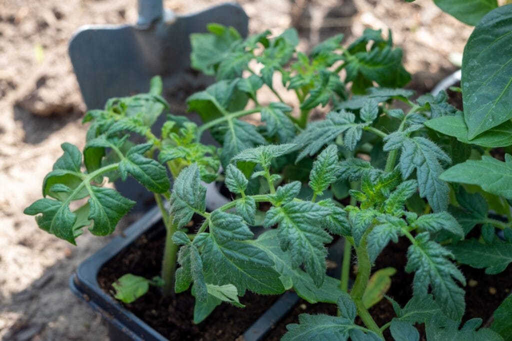 Hartowanie rozsady pomidorów na zewnątrz przed wysadzeniem