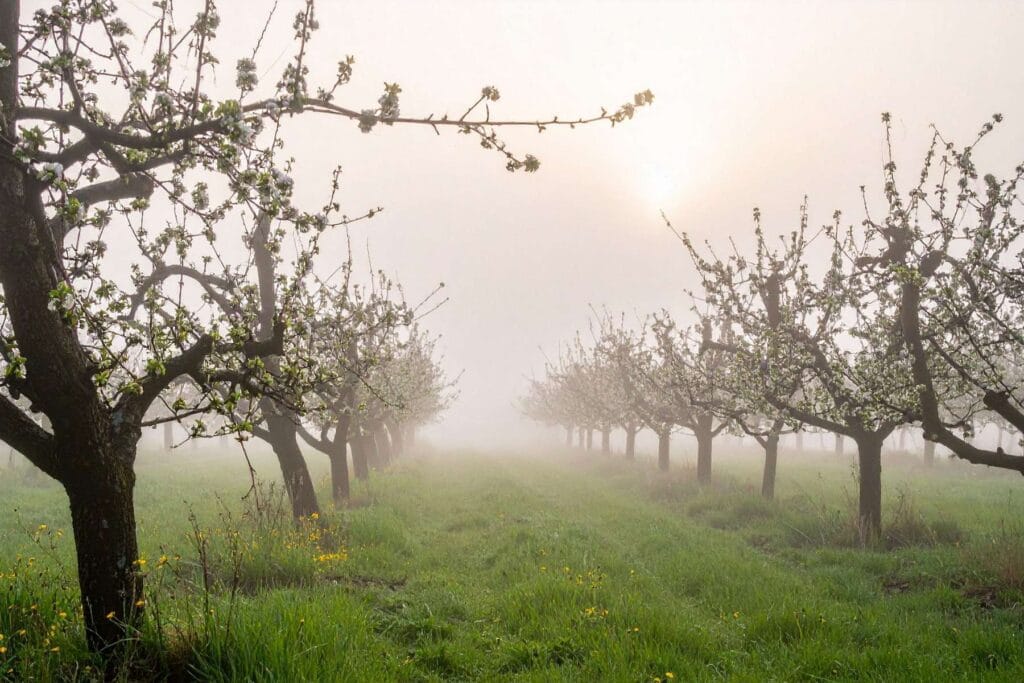Kwiecień w ogrodzie
